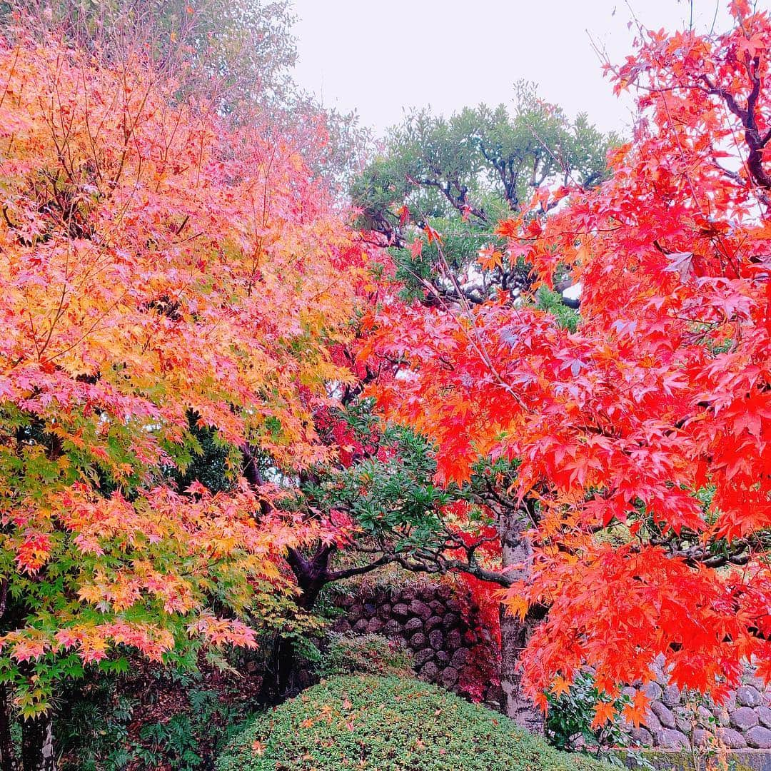 石田ひかりさんのインスタグラム写真 - (石田ひかりInstagram)「親鸞さんの 恩に報いる「報恩講」 おかげさまをもちまして 無事に終えることが出来ました 私にとって初めての報恩講は 貴重な体験の連続でした 三日間のお精進で 身体がめっちゃ浄化された気がします㊗️ お詣りくださった皆さま 本当にありがとうございました 寺のことも 行事のことも ほとんどわかっていないわたくしを 何から何まで支えて助けてくださった 女人講さん 総代さんには 感謝してもしきれません😭😭😭😭😭 ご門徒のみなさんにも 遠くからご苦労さん 寝込まんといてや 芸の肥やしやで！ 今夜は片岡（アクアイグニス❣️）行っといでよ など優しい言葉を 朝に昼に夕に夜にかけていただき その上 ぎんなんや安納芋やしいたけを たくさんたくさんいただきました😭😭😭😭😭 初めて聞く報恩講のお経には とても感動して いつかぜひ 本山へも参ってみたいと思いました 坂東曲、見てみたい！ 自分の時間はほとんどなかった1週間でしたが お庭のもみぢが日に日に色づいていき 階段に座ってコーシーを飲むのが憩いの時間でした☕️ 女人講さん 総代さん ご門徒のみなさん これに懲りずに これからもどうぞよろしくお願い致します🥺🥺🥺 また帰りますので 御堂で 作業場で 蔵で まあるくなって お茶っこしましょうね 美味しいお菓子もっていきますね こころからの感謝をこめて ひかり #報恩講 #浄土真宗大谷派」12月4日 23時58分 - hikaringo0525