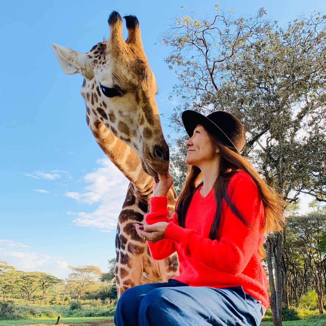 マキ・コニクソンさんのインスタグラム写真 - (マキ・コニクソンInstagram)「このキリンちゃんのスポンサーになりました！この子の成長を写真付きのメールでケニアからお知らせしてくれるんです！🦒🦒 楽しみがまた一つ増えました！🤗 撮影も無事に終わったしそろそろ空港に向かうとするかな！✈️ #I❤️Giraffes 🦒🦒 #キリンさんが大好きになりました！❤️」12月1日 4時44分 - makikonikson