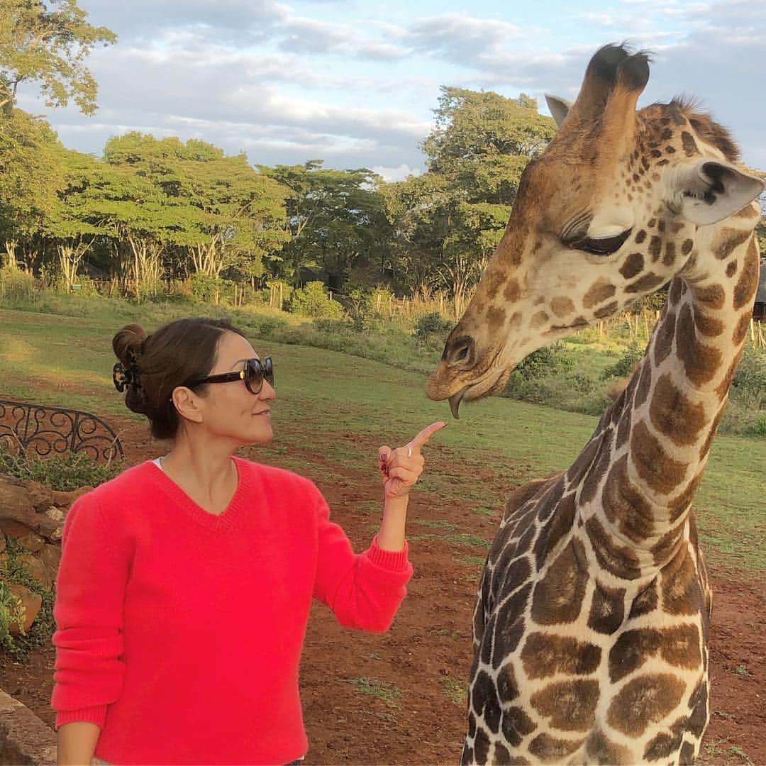 マキ・コニクソンさんのインスタグラム写真 - (マキ・コニクソンInstagram)「このキリンちゃんのスポンサーになりました！この子の成長を写真付きのメールでケニアからお知らせしてくれるんです！🦒🦒 楽しみがまた一つ増えました！🤗 撮影も無事に終わったしそろそろ空港に向かうとするかな！✈️ #I❤️Giraffes 🦒🦒 #キリンさんが大好きになりました！❤️」12月1日 4時44分 - makikonikson