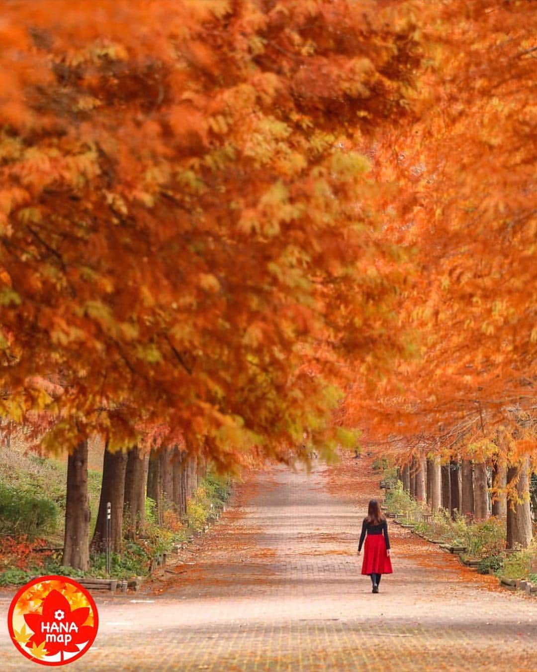 はなまっぷ❁日本の花風景さんのインスタグラム写真 - (はなまっぷ❁日本の花風景Instagram)「🍂🍁はなまっぷの紅葉まつり🍁🍂 * @eos.morita さんの 紅葉に花まるを💮 * 色とりどりに染まる美しい日本の秋をありがとうございます😊🍁🍂 * 兵庫  #播磨中央公園 Harima Central Park, Hyogo Pref. * 見頃を過ぎている場所もご紹介しています。 お出かけの際はHP等で最新の情報をご確認くださいね🙏🍁 * 🍁•••🍂•••🍁•••🍂•••🍁•••🍂 * いつも素敵なお花をありがとうございます😊 日本の花のある風景にタグ付けしてください🌸 お花があれば何でもOKです💓 * #はなまっぷ * #紅葉#風景#日本#秋」12月1日 8時37分 - hanamap