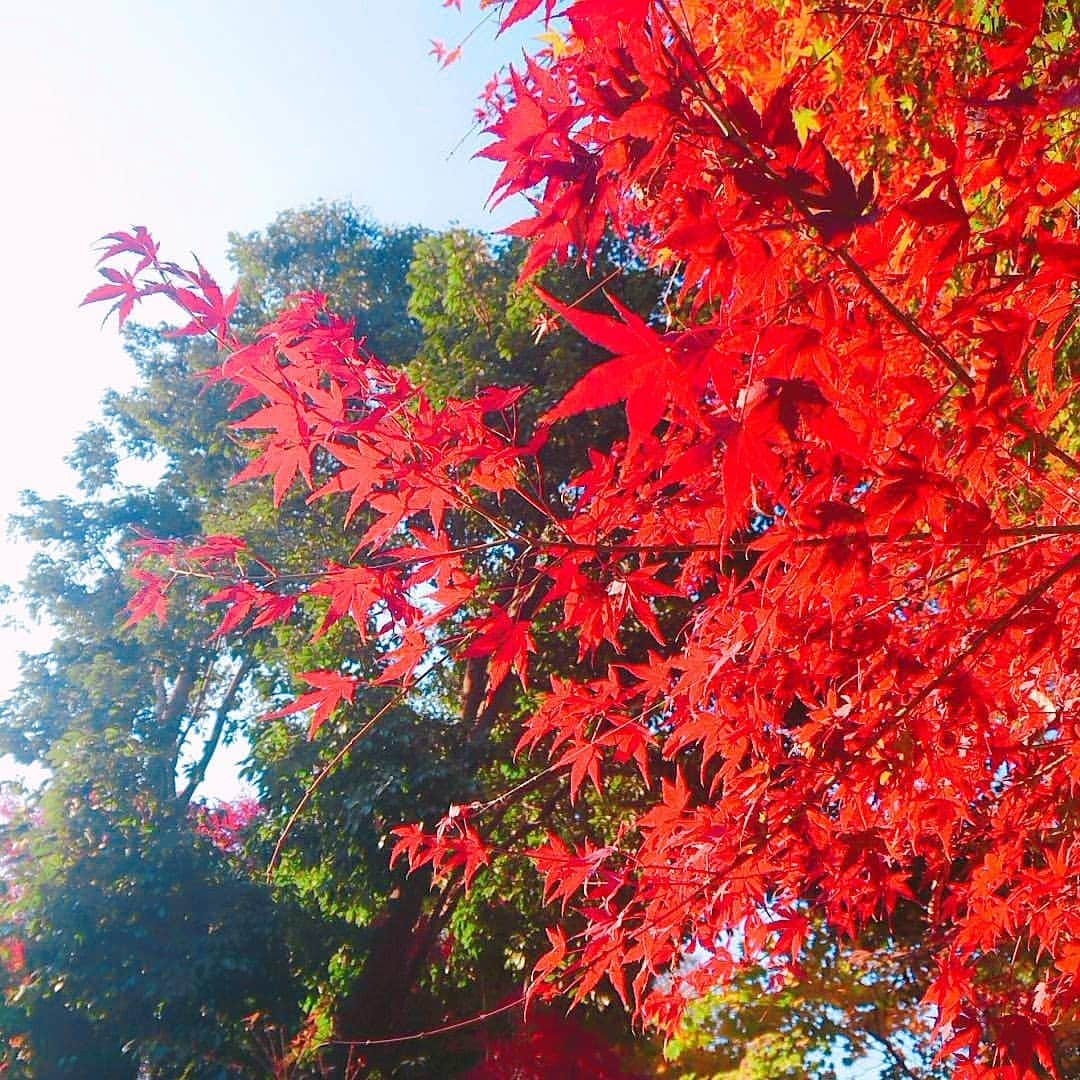玉響桃乃のインスタグラム：「お母様と深大寺に紅葉狩り( ˘꒳˘ ) 深大寺そばとビールと鬼太郎喫茶きたまる」