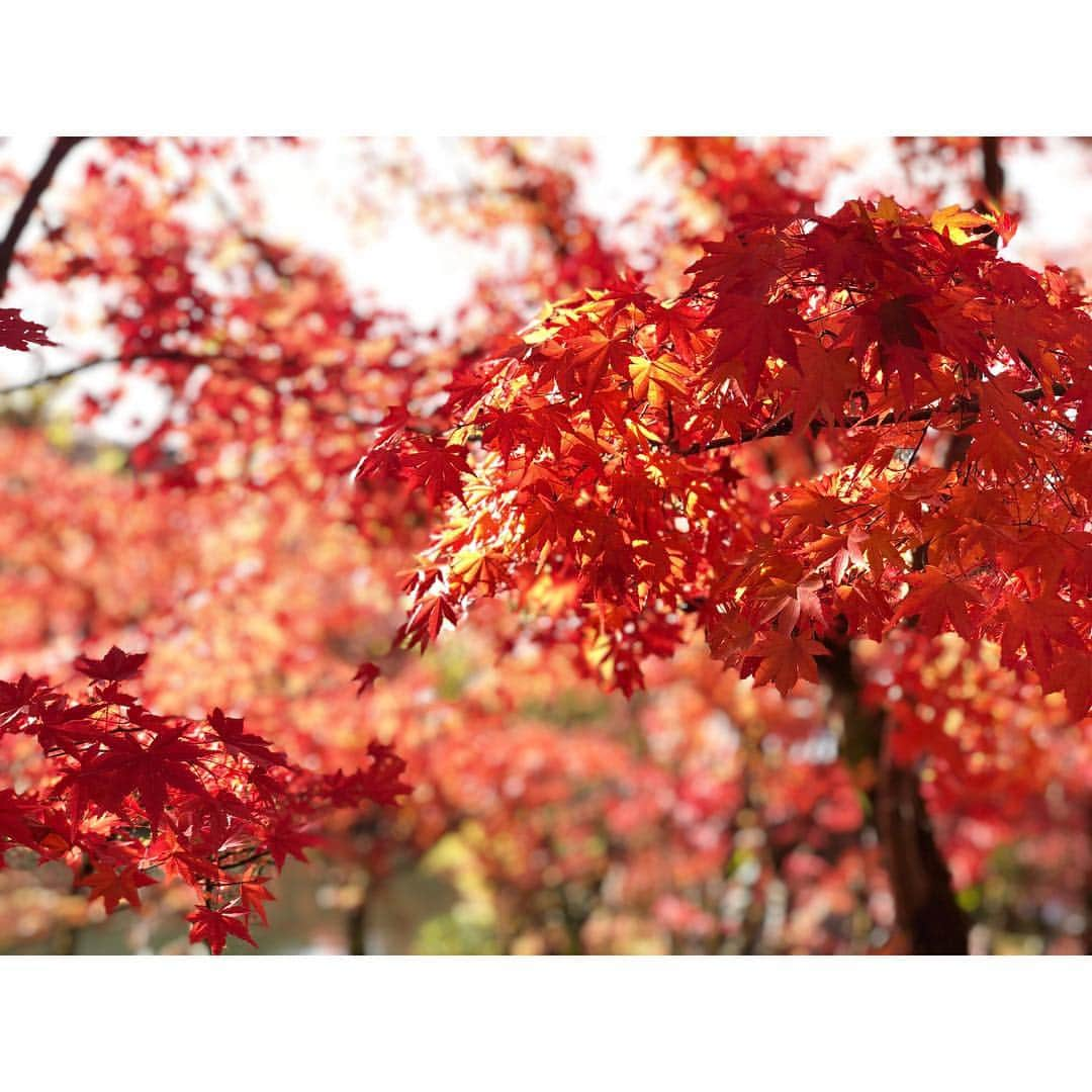 山本里菜さんのインスタグラム写真 - (山本里菜Instagram)「行っちゃいました〜京都まで🥺🍁🍁🍁🍁🍁🍁🍁🍁🍁 どうしても紅葉を見たく、思い立って弾丸ひとり旅を人生初めてしてきました！！🚶‍♀️ 真っ赤！真っ赤！真っ赤！！見渡す限り燃えるような赤！息を呑む美しさ🍂🍁 自分なりに色々調べて紅葉が綺麗なスポット巡りを計画して行きましたが..... ひとり旅だと皆さん優しくして下さいますね🤣「1人で来たの？？ここがオススメだよ！こっちの方が穴場だよ！」と色々情報を教えてもらえました😊やっぱり現地のことは現地の方に聞くのが1番🍡✨ 私は歩くのが好きなのでたくさん歩いてゆっくり眺めながら美味しい物を食べてリラックスしてきました🧣🍂 明日からまた頑張ります！ サンジャポ見てくださいね☆  #紅葉 #京都 #そうだ京都へ行こう #仁和寺 #清水寺 #永観堂 #東福寺 #光明院 #ひとり旅 #女子旅 #お団子 #真っ赤」12月1日 17時50分 - rinayamamoto_0622