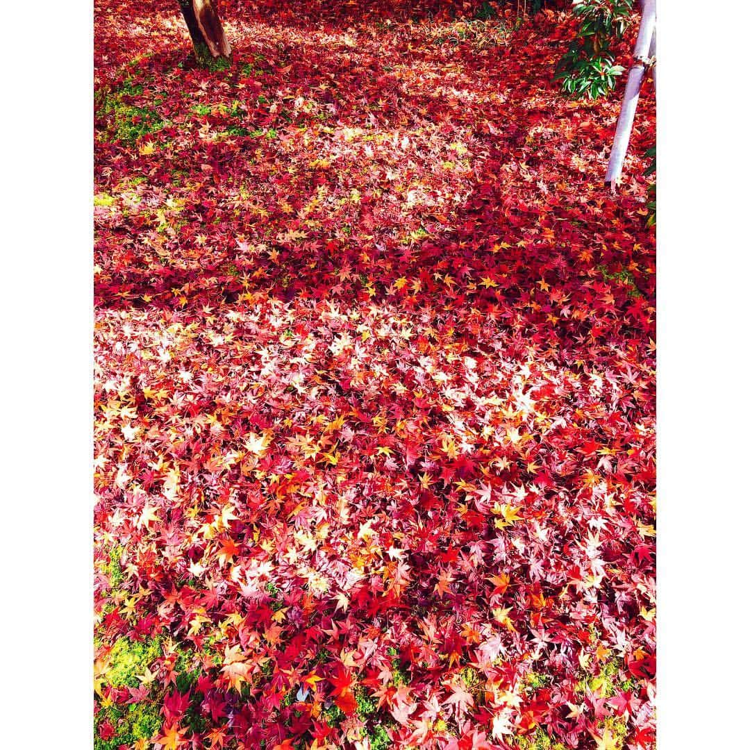 山本里菜さんのインスタグラム写真 - (山本里菜Instagram)「行っちゃいました〜京都まで🥺🍁🍁🍁🍁🍁🍁🍁🍁🍁 どうしても紅葉を見たく、思い立って弾丸ひとり旅を人生初めてしてきました！！🚶‍♀️ 真っ赤！真っ赤！真っ赤！！見渡す限り燃えるような赤！息を呑む美しさ🍂🍁 自分なりに色々調べて紅葉が綺麗なスポット巡りを計画して行きましたが..... ひとり旅だと皆さん優しくして下さいますね🤣「1人で来たの？？ここがオススメだよ！こっちの方が穴場だよ！」と色々情報を教えてもらえました😊やっぱり現地のことは現地の方に聞くのが1番🍡✨ 私は歩くのが好きなのでたくさん歩いてゆっくり眺めながら美味しい物を食べてリラックスしてきました🧣🍂 明日からまた頑張ります！ サンジャポ見てくださいね☆  #紅葉 #京都 #そうだ京都へ行こう #仁和寺 #清水寺 #永観堂 #東福寺 #光明院 #ひとり旅 #女子旅 #お団子 #真っ赤」12月1日 17時50分 - rinayamamoto_0622