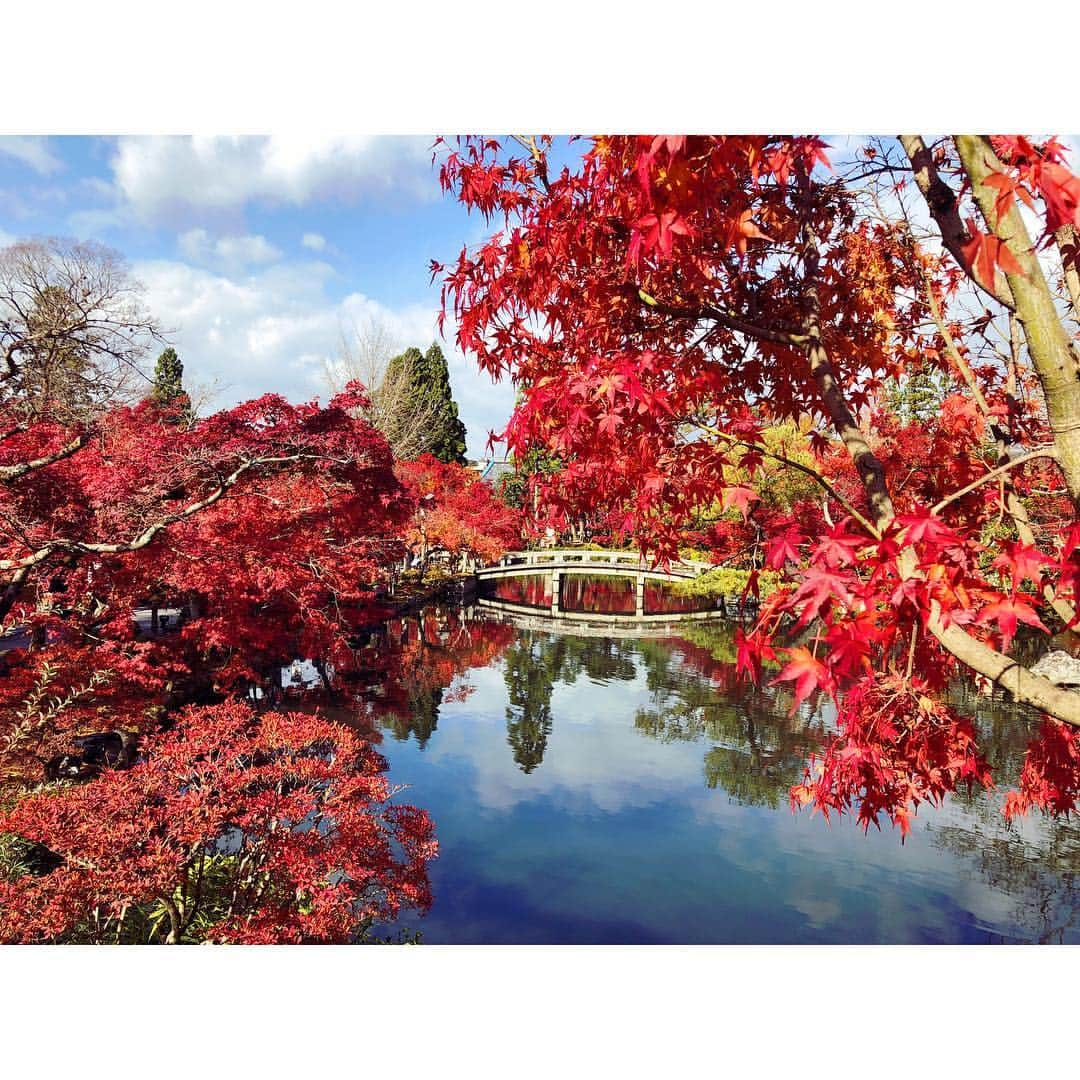 山本里菜さんのインスタグラム写真 - (山本里菜Instagram)「行っちゃいました〜京都まで🥺🍁🍁🍁🍁🍁🍁🍁🍁🍁 どうしても紅葉を見たく、思い立って弾丸ひとり旅を人生初めてしてきました！！🚶‍♀️ 真っ赤！真っ赤！真っ赤！！見渡す限り燃えるような赤！息を呑む美しさ🍂🍁 自分なりに色々調べて紅葉が綺麗なスポット巡りを計画して行きましたが..... ひとり旅だと皆さん優しくして下さいますね🤣「1人で来たの？？ここがオススメだよ！こっちの方が穴場だよ！」と色々情報を教えてもらえました😊やっぱり現地のことは現地の方に聞くのが1番🍡✨ 私は歩くのが好きなのでたくさん歩いてゆっくり眺めながら美味しい物を食べてリラックスしてきました🧣🍂 明日からまた頑張ります！ サンジャポ見てくださいね☆  #紅葉 #京都 #そうだ京都へ行こう #仁和寺 #清水寺 #永観堂 #東福寺 #光明院 #ひとり旅 #女子旅 #お団子 #真っ赤」12月1日 17時50分 - rinayamamoto_0622