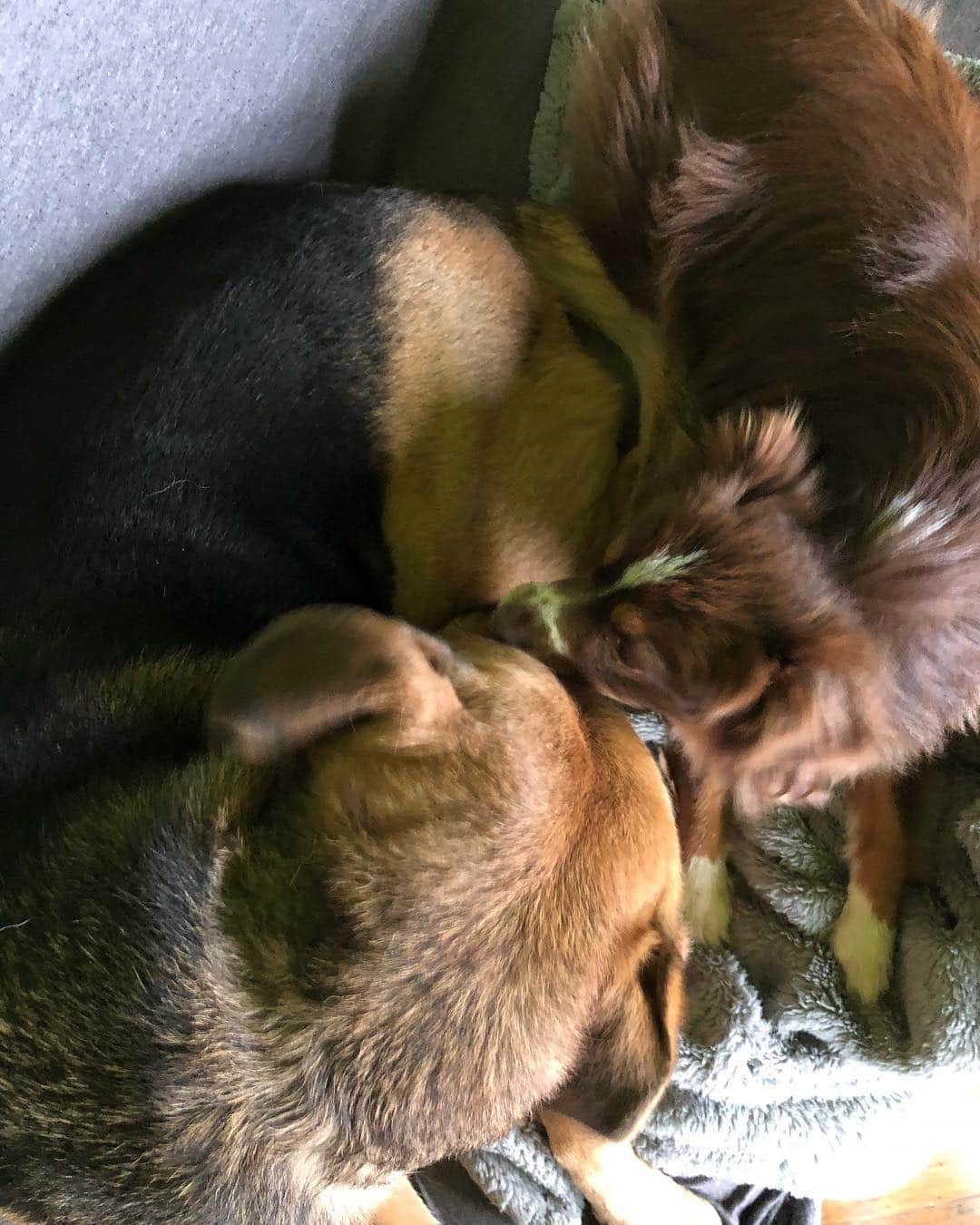 野沢直子さんのインスタグラム写真 - (野沢直子Instagram)「しばらくじゃれ合う、茶色のかたまり🐕🐕 しばらくして、飽きたらしい茶色たち🤣🤣 (写真二枚目) #dogs#doglover」12月2日 6時00分 - naoko.nozawa