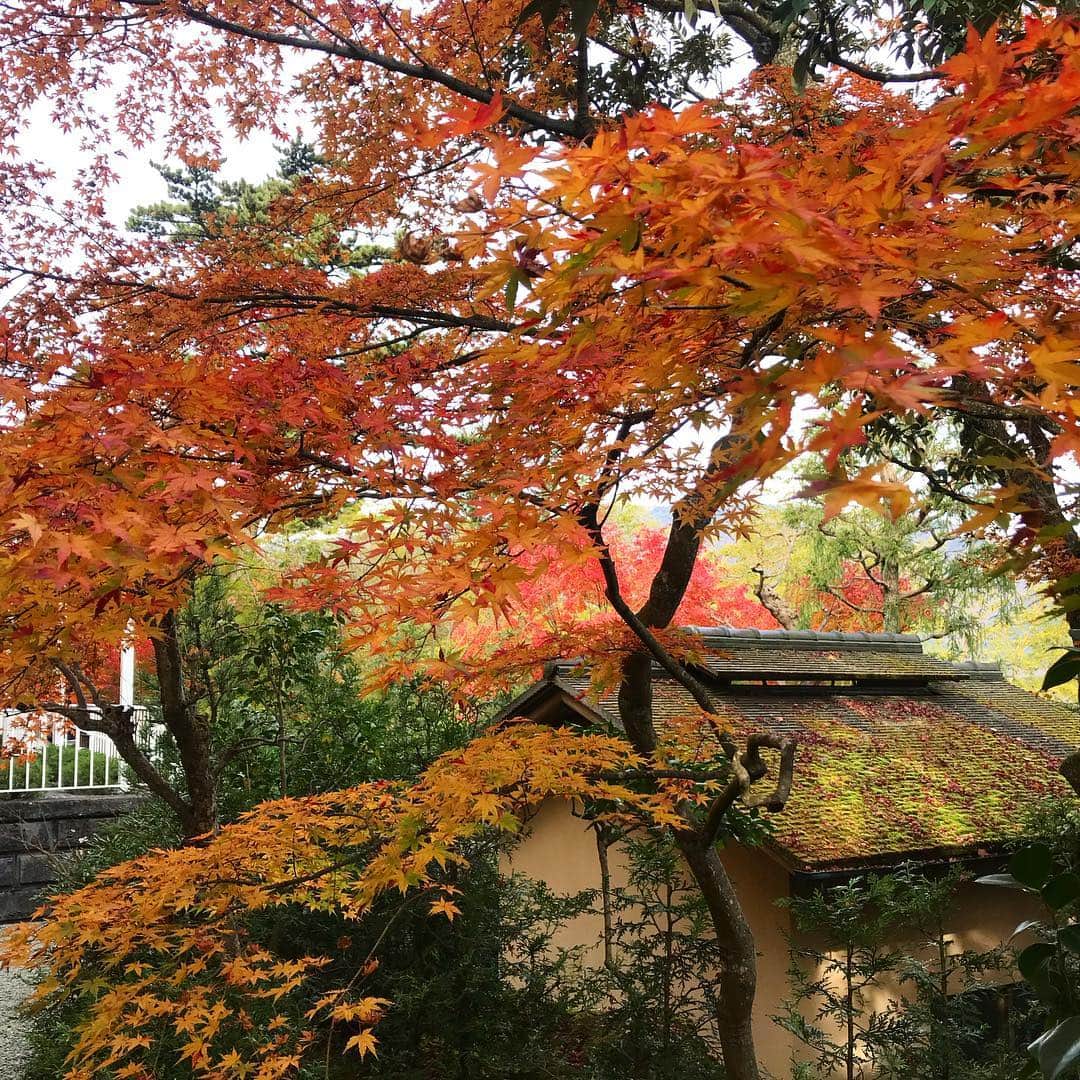黒澤はるかさんのインスタグラム写真 - (黒澤はるかInstagram)「#紅葉 を観に箱根にぷち遠出🍁 赤、黄色、桃色、橙、緑。 こんなに鮮やかで美しいなんて。 そう感じられた時間が幸せでした。 #紅葉の階段 や、#紅葉の宝箱 も見つけた。 #最高の息抜き」12月1日 23時22分 - haruka_offi