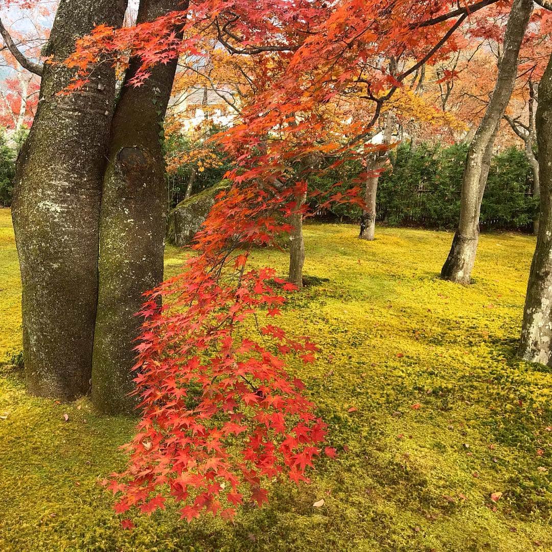 黒澤はるかさんのインスタグラム写真 - (黒澤はるかInstagram)「#紅葉 を観に箱根にぷち遠出🍁 赤、黄色、桃色、橙、緑。 こんなに鮮やかで美しいなんて。 そう感じられた時間が幸せでした。 #紅葉の階段 や、#紅葉の宝箱 も見つけた。 #最高の息抜き」12月1日 23時22分 - haruka_offi