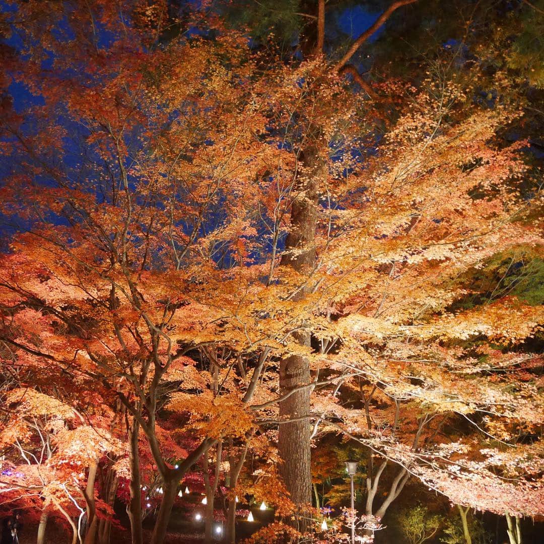 華沢友里奈さんのインスタグラム写真 - (華沢友里奈Instagram)「日本に生まれてよかったって思える季節❤️ 春の桜よりも秋の紅葉の方が好きなんだ\(//∇//)\❤️ 先月はお仕事頑張ったし今年もあと一ヶ月 って事で気分転換にドライブ✨ 免許とってだいぶ運転にもなれたので 遠くにお出かけできるようになってきた❤️ 今日行ったのは #国立武蔵丘陵森林公園  に行ってきたの❤️❤️ 紅葉とライトアップ両方楽しめた ψ(｀∇´)ψ✨ 写真撮るの上手くなりたいなあ😭 練習がんばろ(о´∀`о) ひとり旅思った以上に楽しくて 次は温泉旅に出ようかなあ❤️❤️ １２月になったしまた明日から仕事も 頑張るぞ╰(*´︶`*)╯♡ #埼玉 #紅葉 #ライトアップ #景色 #japan #followme」12月2日 20時33分 - hanazawayurina