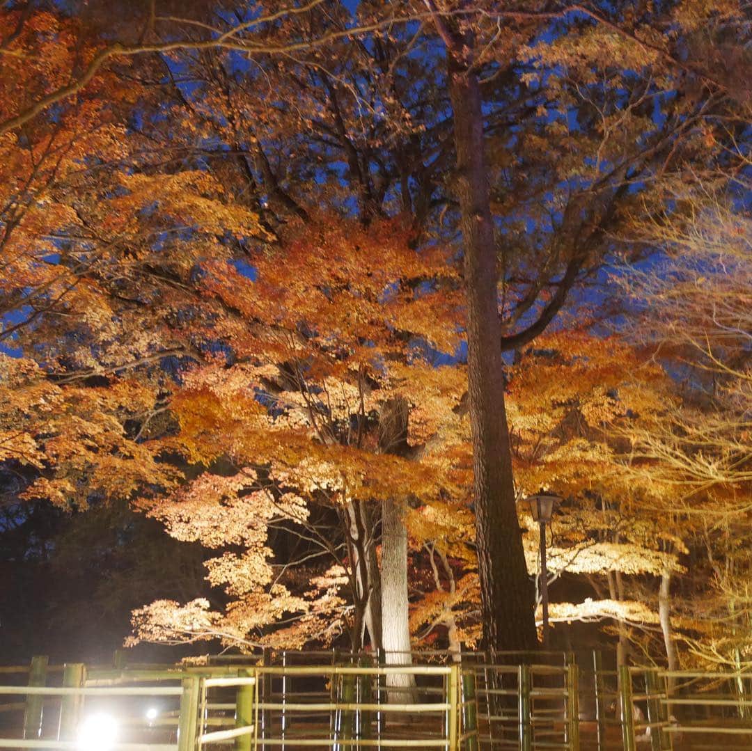 華沢友里奈さんのインスタグラム写真 - (華沢友里奈Instagram)「日本に生まれてよかったって思える季節❤️ 春の桜よりも秋の紅葉の方が好きなんだ\(//∇//)\❤️ 先月はお仕事頑張ったし今年もあと一ヶ月 って事で気分転換にドライブ✨ 免許とってだいぶ運転にもなれたので 遠くにお出かけできるようになってきた❤️ 今日行ったのは #国立武蔵丘陵森林公園  に行ってきたの❤️❤️ 紅葉とライトアップ両方楽しめた ψ(｀∇´)ψ✨ 写真撮るの上手くなりたいなあ😭 練習がんばろ(о´∀`о) ひとり旅思った以上に楽しくて 次は温泉旅に出ようかなあ❤️❤️ １２月になったしまた明日から仕事も 頑張るぞ╰(*´︶`*)╯♡ #埼玉 #紅葉 #ライトアップ #景色 #japan #followme」12月2日 20時33分 - hanazawayurina