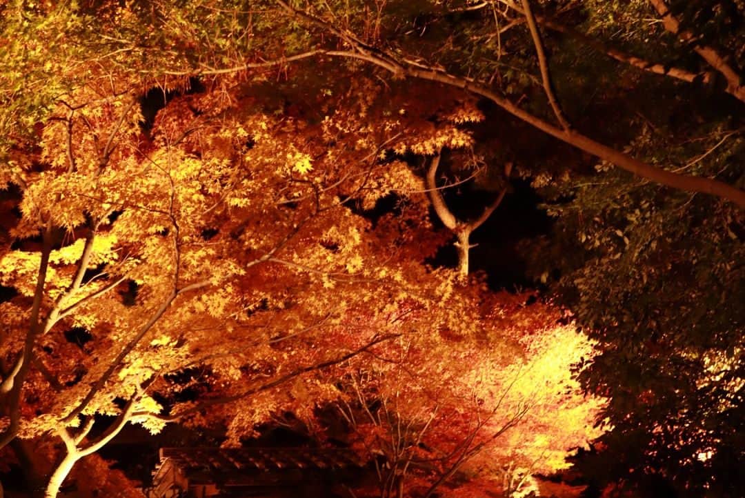 藤田崇寛さんのインスタグラム写真 - (藤田崇寛Instagram)「栗林公園 秋の紅葉ライトアップ行ってきました！  とてもきれいだった。  そしていい写真が撮れた☺️ #栗林公園 #紅葉 #ライトアップ #秋 #これが終わると #冬 って感じ #ミラーレス」12月2日 21時36分 - fujitaka0125