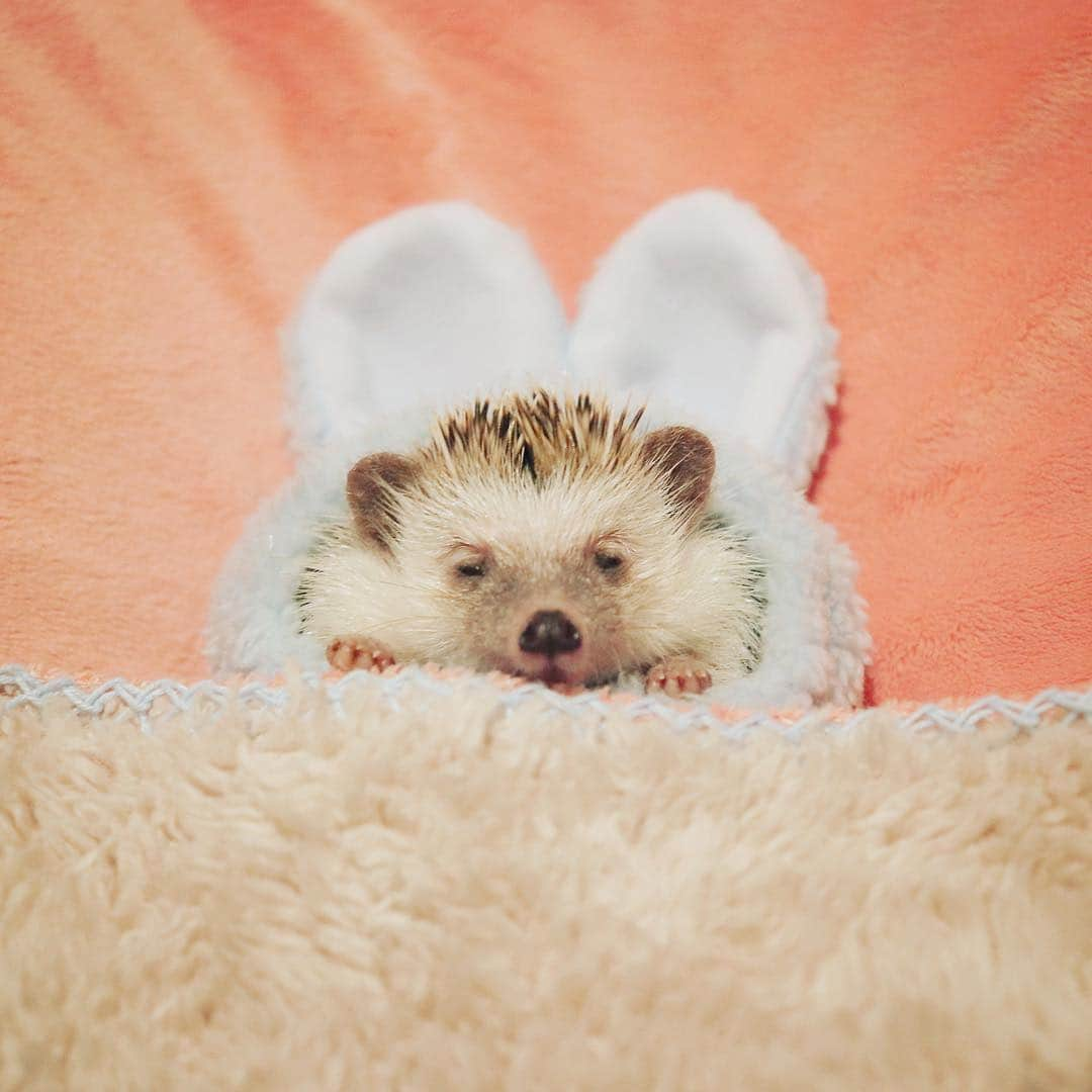 あずきさんのインスタグラム写真 - (あずきInstagram)「Monaka just woke up now☺️💕 もなさん、子熊みたいで可愛い〜🦔🦔🦔 . 見た目ではわからないんだけど、もなさんは抱っこするだけでハリが刺さり、少し動くと流血💦あずきのハリは触ってもあまり刺さることはないので、ハリの先端がもなかはかなり尖っているのかも。顕微鏡じゃないとわからないけど。 . #人口芝生のような手触りのあずき #剣山のような手触りのもなか . . . #mondaymood  #うさ耳 #おはよう #wakeup #はりねずみ #ハリネズミ  #hedgehog #pygmyhedgehog #lovelypet #cuteanimals #はりねずみのもなか #hedgie #Hérisson #고슴도치 #刺猬 #hedgehogazuki  #hedgehogsofinstagram #animaladdicts #cuddles #meowed #cutepetclub #worldofcutepets #animalvibes #cozy」12月3日 8時37分 - hedgehog_azuki