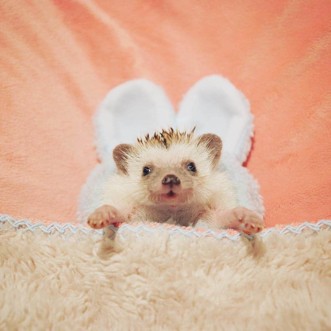 あずきさんのインスタグラム写真 - (あずきInstagram)「Monaka just woke up now☺️💕 もなさん、子熊みたいで可愛い〜🦔🦔🦔 . 見た目ではわからないんだけど、もなさんは抱っこするだけでハリが刺さり、少し動くと流血💦あずきのハリは触ってもあまり刺さることはないので、ハリの先端がもなかはかなり尖っているのかも。顕微鏡じゃないとわからないけど。 . #人口芝生のような手触りのあずき #剣山のような手触りのもなか . . . #mondaymood  #うさ耳 #おはよう #wakeup #はりねずみ #ハリネズミ  #hedgehog #pygmyhedgehog #lovelypet #cuteanimals #はりねずみのもなか #hedgie #Hérisson #고슴도치 #刺猬 #hedgehogazuki  #hedgehogsofinstagram #animaladdicts #cuddles #meowed #cutepetclub #worldofcutepets #animalvibes #cozy」12月3日 8時37分 - hedgehog_azuki