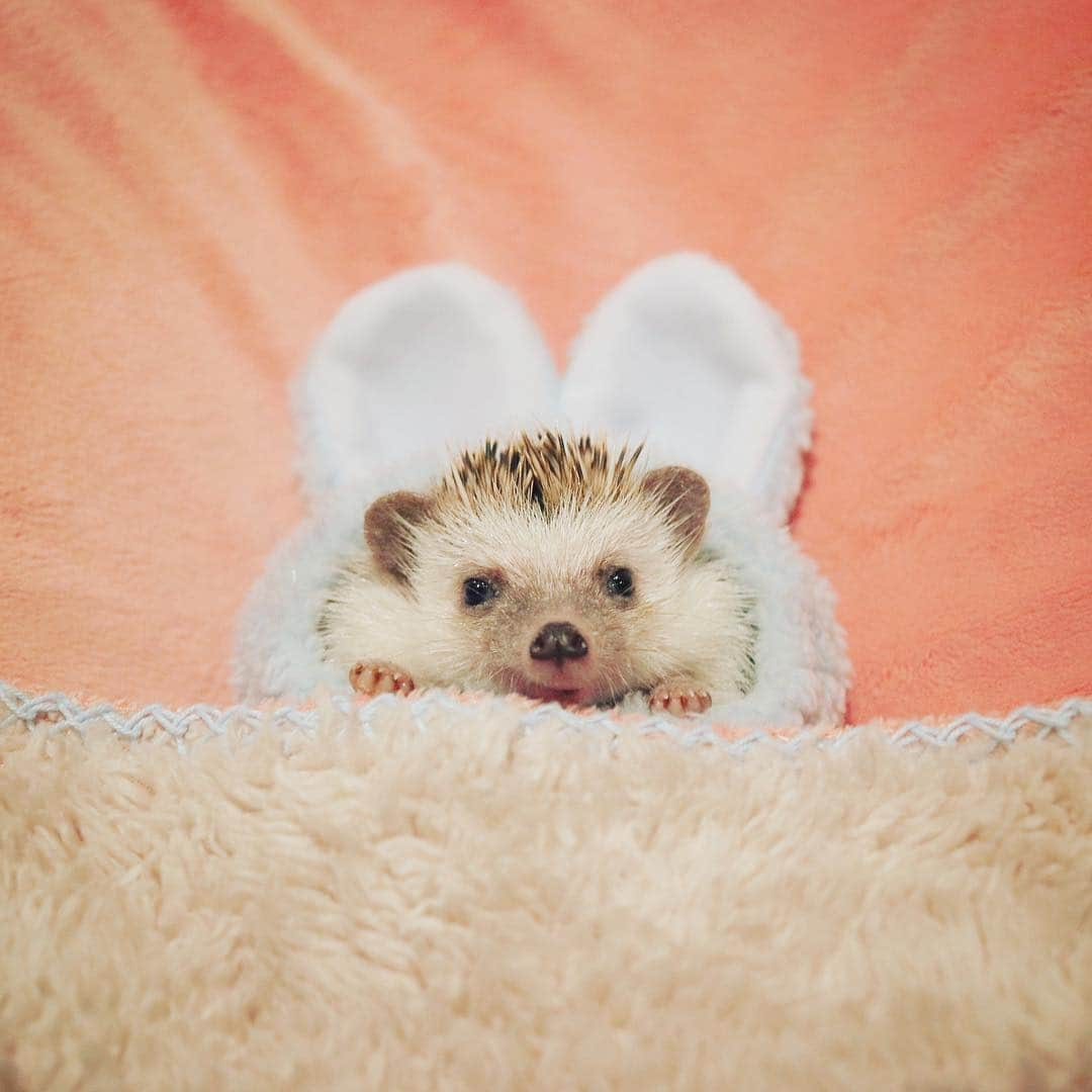 あずきさんのインスタグラム写真 - (あずきInstagram)「Monaka just woke up now☺️💕 もなさん、子熊みたいで可愛い〜🦔🦔🦔 . 見た目ではわからないんだけど、もなさんは抱っこするだけでハリが刺さり、少し動くと流血💦あずきのハリは触ってもあまり刺さることはないので、ハリの先端がもなかはかなり尖っているのかも。顕微鏡じゃないとわからないけど。 . #人口芝生のような手触りのあずき #剣山のような手触りのもなか . . . #mondaymood  #うさ耳 #おはよう #wakeup #はりねずみ #ハリネズミ  #hedgehog #pygmyhedgehog #lovelypet #cuteanimals #はりねずみのもなか #hedgie #Hérisson #고슴도치 #刺猬 #hedgehogazuki  #hedgehogsofinstagram #animaladdicts #cuddles #meowed #cutepetclub #worldofcutepets #animalvibes #cozy」12月3日 8時37分 - hedgehog_azuki