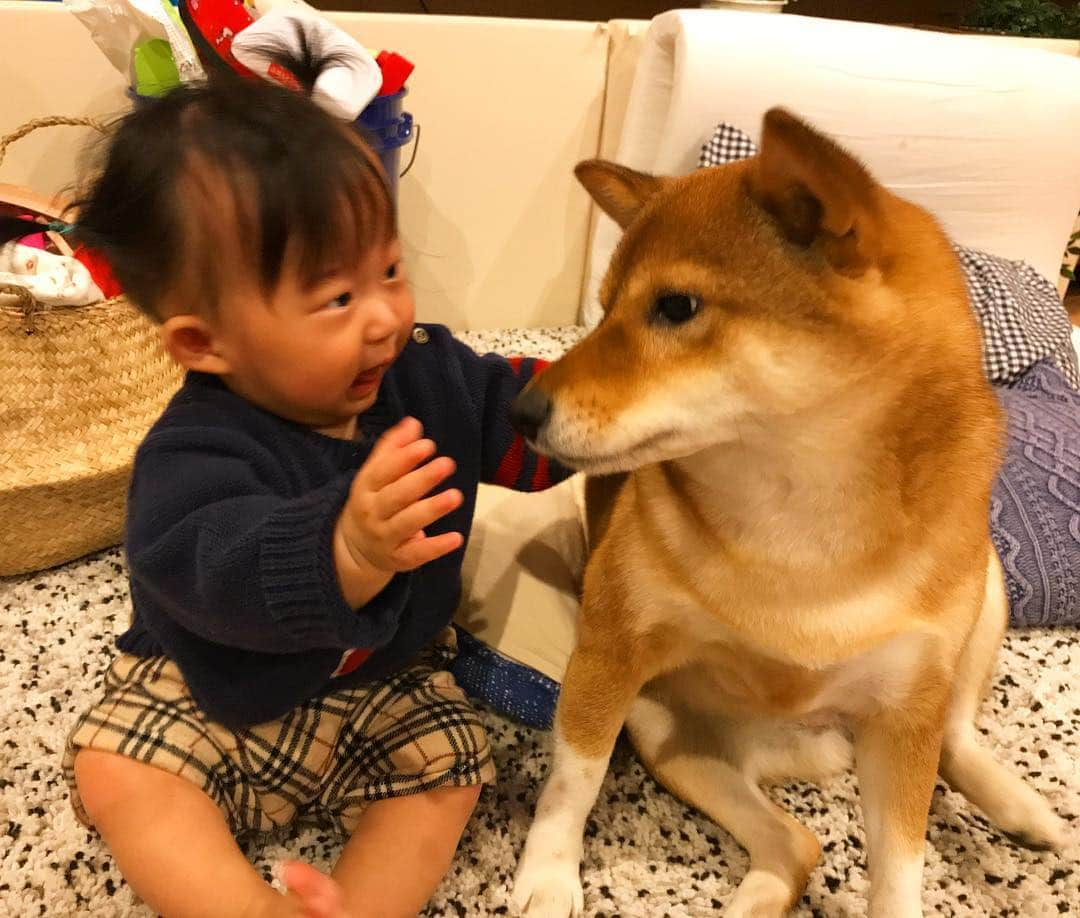 尾形貴弘さんのインスタグラム写真 - (尾形貴弘Instagram)「さくちゃん9ヶ月ーーーー！！ ハイハイも出来るようになってママが居ないと泣いて おっぱいが大好きだからご飯全然食べないけどムチムチで。 パパが帰ってくると満面の笑みで笑ってくれて ミクが大好きで大好きで 声も大きくて、よく泣いて、よく笑ってよく怒って、元気で、歌が大好きで可愛く可愛く育ってくれてます！！！！ 最初に話す言葉は何かなぁーー！！ ミクも本当に優しいいいお姉ちゃんに育ってくれています！  #柴犬大好き #柴犬マニア  #愛犬  #しばいぬ  #しばいぬ大好き  #shibainu  #shibastagram  #shiba_snap  #いぬ  #dogstagram  #犬ばか部  #いぬばか部 #ミク #三九 #ママリ #ベビフル #パンサー尾形 #赤ちゃん #赤ちゃんのいる暮らし #赤ちゃんと犬 #生後9ヶ月  #サンキュー」12月3日 17時55分 - miku3_miku_9