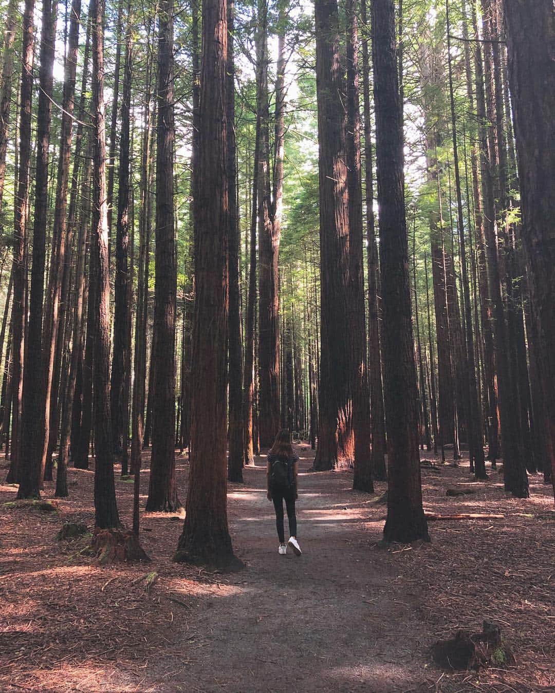 徳永千奈美さんのインスタグラム写真 - (徳永千奈美Instagram)「Beauty of nature🌲  #forest #nature #walk #relax #refresh  #enjoy  #mylife  #🌲」12月3日 11時08分 - chinami.tokunaga