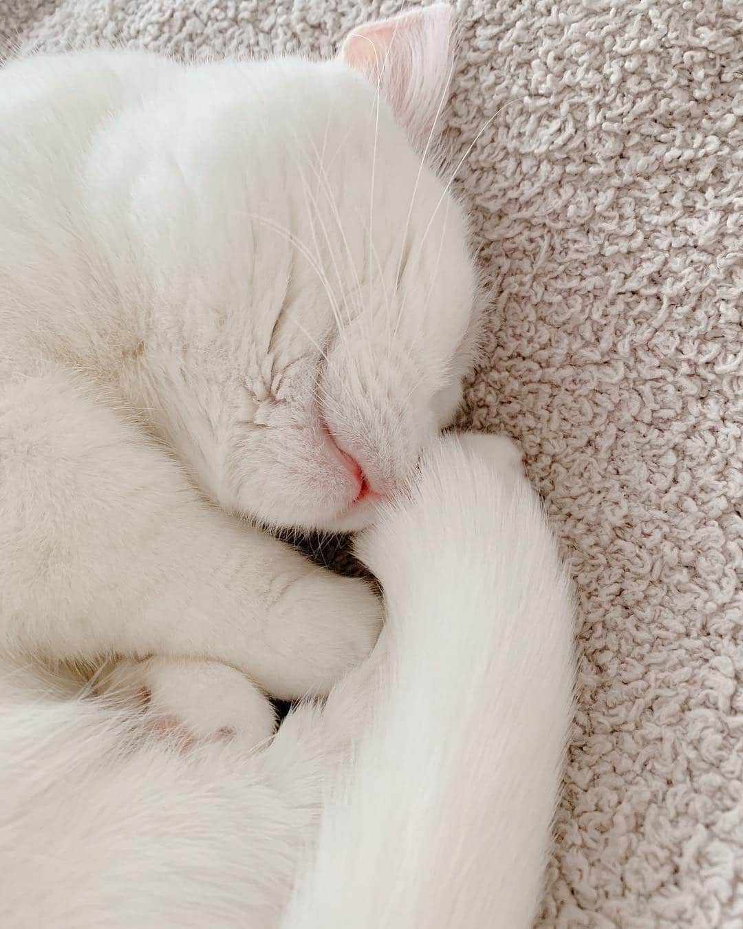 ダニョ（鈴木えみ）さんのインスタグラム写真 - (ダニョ（鈴木えみ）Instagram)「#danyo #danyocawaii #munchkin #whitecat #catstagram #catlovers」12月3日 15時48分 - danyostagram