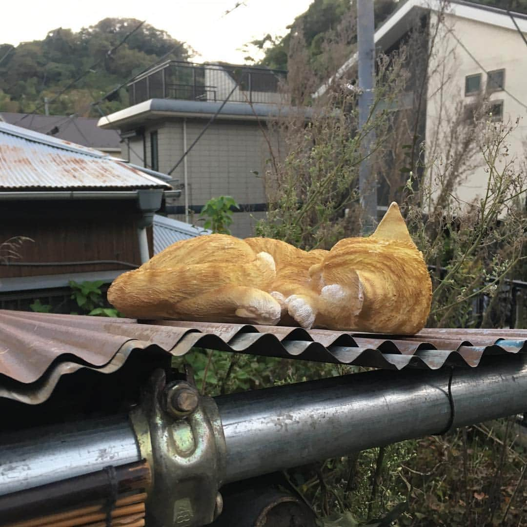 TBS「中学聖日記」さんのインスタグラム写真 - (TBS「中学聖日記」Instagram)「山江島で出会ったネコ。 本物のネコも沢山いました😼  #tbs #火曜ドラマ #中学聖日記 #有村架純 #岡田健史 #町田啓太 #マキタスポーツ #岸谷五朗 #吉田羊 #夏川結衣 #火曜 #第9話 #12月4日  #よる10時 #いよいよ #明日 #小道具シリーズ #本物と間違えて振り返るスタッフ続出 #皆さん見つけられるでしょうか」12月3日 15時52分 - chugakuseinikki_tbs