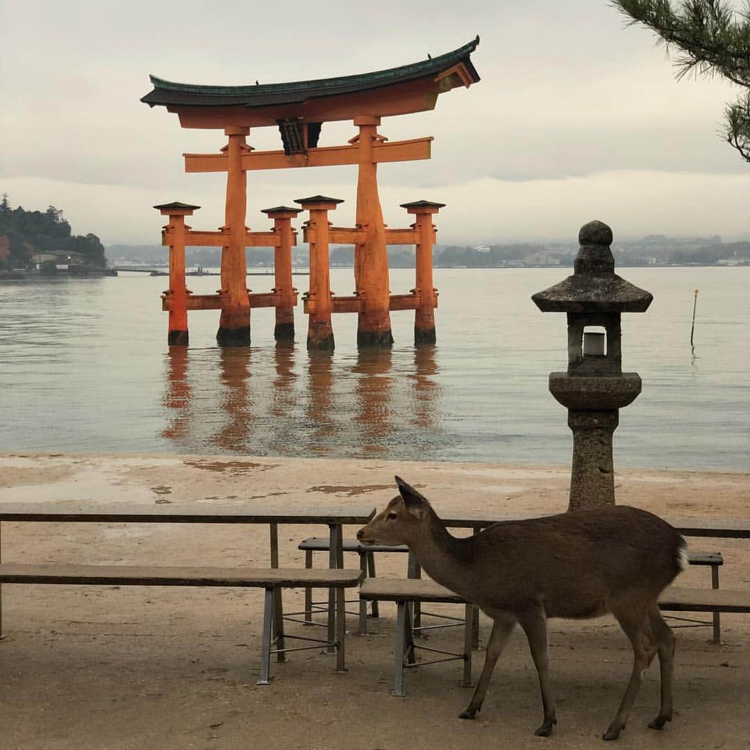 中田翔さんのインスタグラム写真 - (中田翔Instagram)「今日は、宮島行ってきました！！ 穴子食べて揚げもみじ食べてまぁまぁ楽しかった！！厳島神社はかなりの迫力でした！！！ いい思い出になりました！笑！ #中田翔#穴子#揚げもみじ#厳島神社#宮島#広島」12月3日 22時33分 - shonakata_official