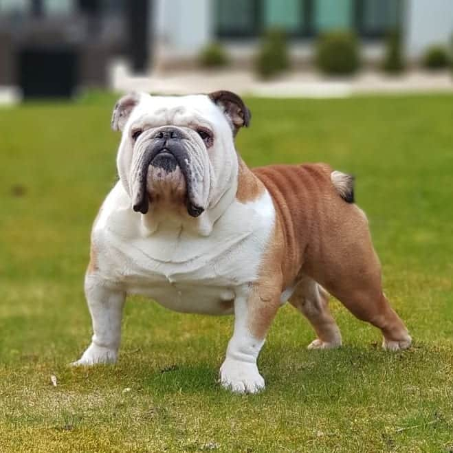 ズラタン・イブラヒモビッチさんのインスタグラム写真 - (ズラタン・イブラヒモビッチInstagram)「My proper English bulldog from Wales」12月4日 0時49分 - iamzlatanibrahimovic