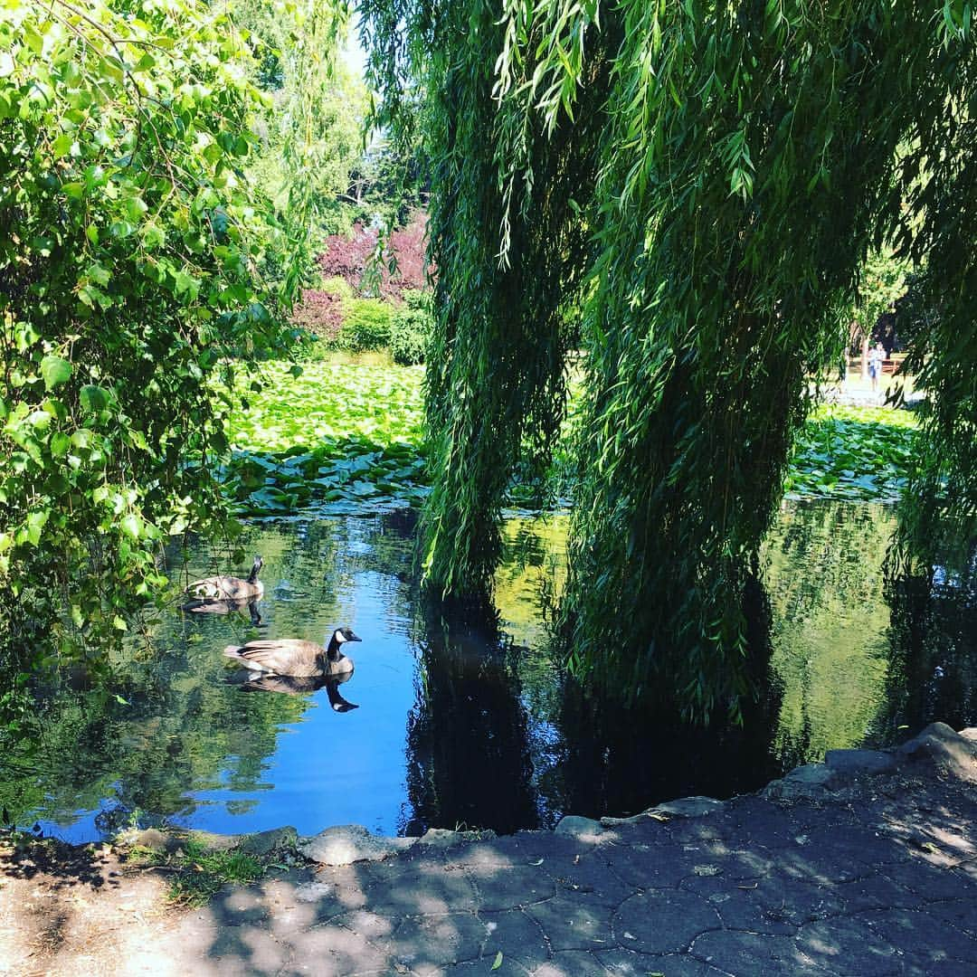 吉野紗香さんのインスタグラム写真 - (吉野紗香Instagram)「マフィン、北米の公園に住んでるみんなにも、ご挨拶しました💖✨ #マフィン #muffin #パグ #pug #pugsofinstagram #初めて #海外 #北米 #公園デビュー」12月4日 9時47分 - sayakayoshino_official