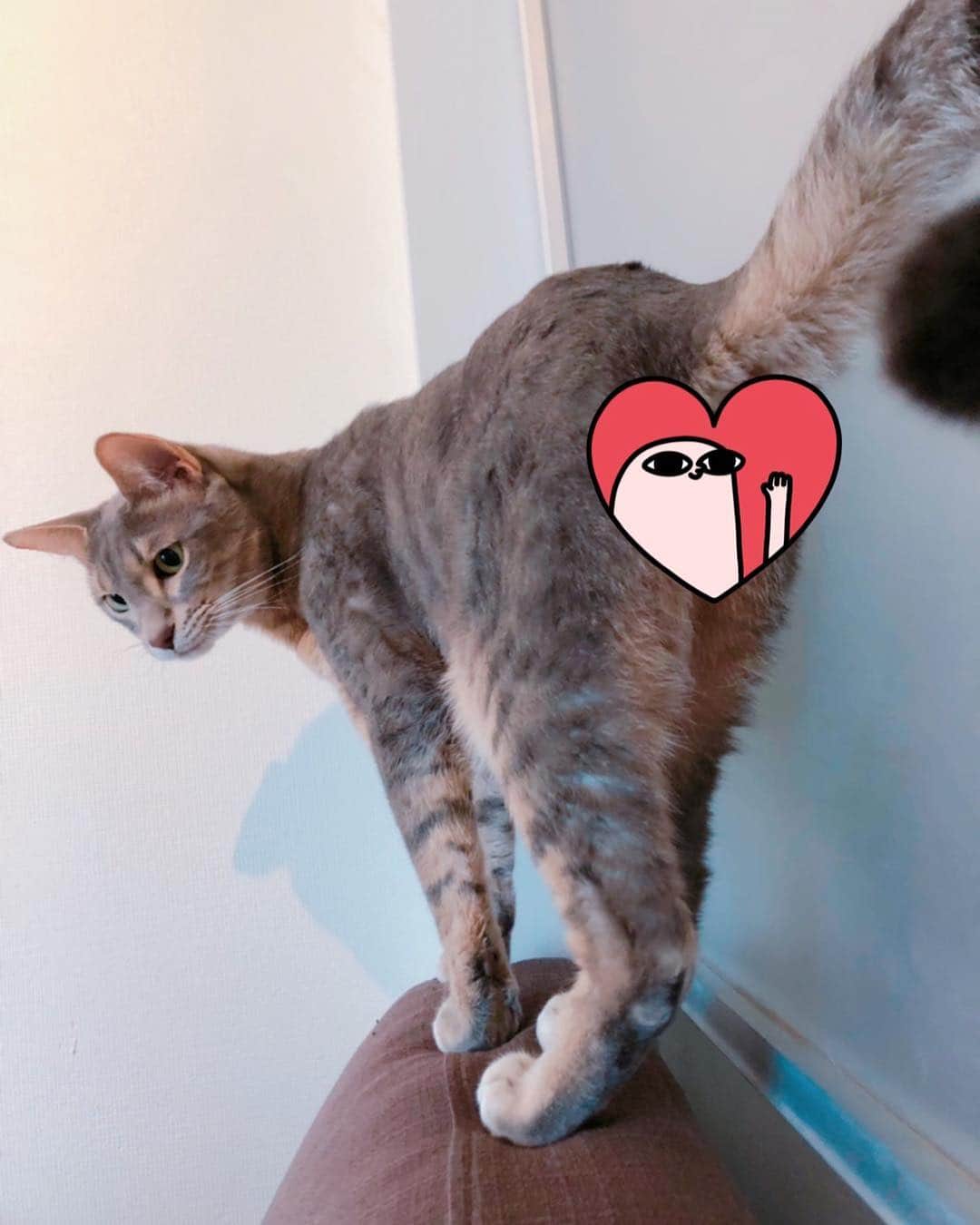 杉本有美のインスタグラム