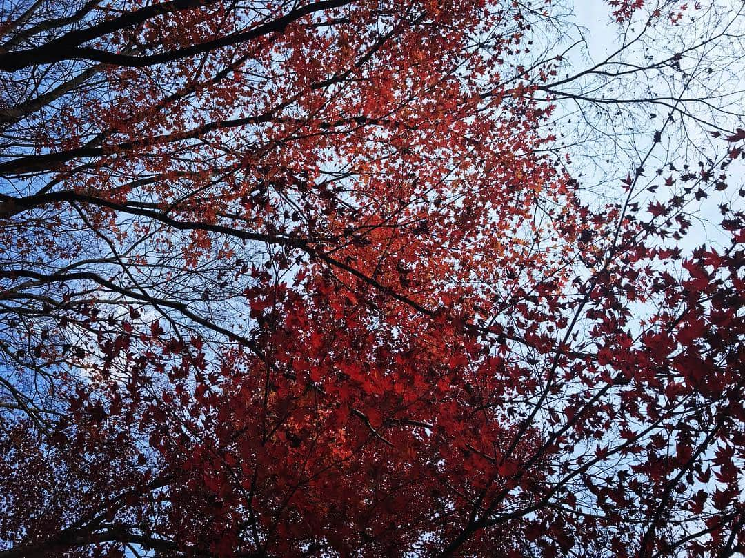 吉岡里帆さんのインスタグラム写真 - (吉岡里帆Instagram)「紅い 建仁寺では清川あさみさんと最果タヒさんの個展中。 京都にいる人は見たほうが良いよ。素敵だよ。  #京都 #そうだ京都帰ろう」12月4日 15時55分 - riho_yoshioka