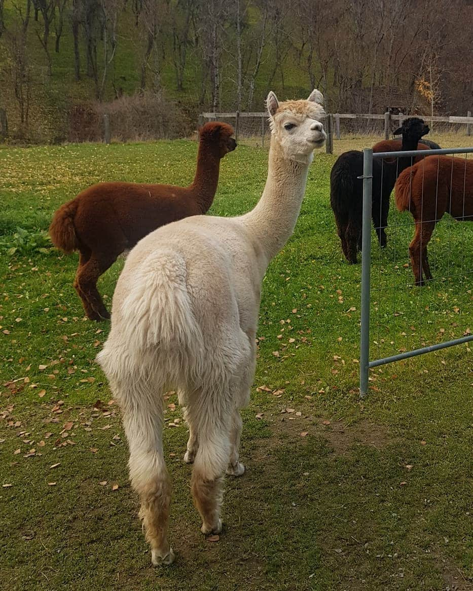 ダニエル・オブライエンさんのインスタグラム写真 - (ダニエル・オブライエンInstagram)「Meet Sancha the Alpaca, she enjoys taking long walks through the Austrian mountains 🇦🇹」11月11日 6時32分 - daniobrien7