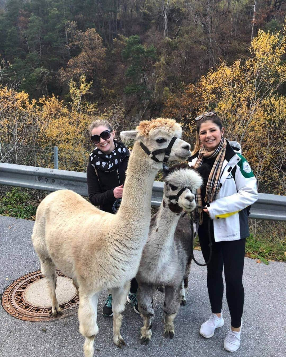 ダニエル・オブライエンさんのインスタグラム写真 - (ダニエル・オブライエンInstagram)「Meet Sancha the Alpaca, she enjoys taking long walks through the Austrian mountains 🇦🇹」11月11日 6時32分 - daniobrien7