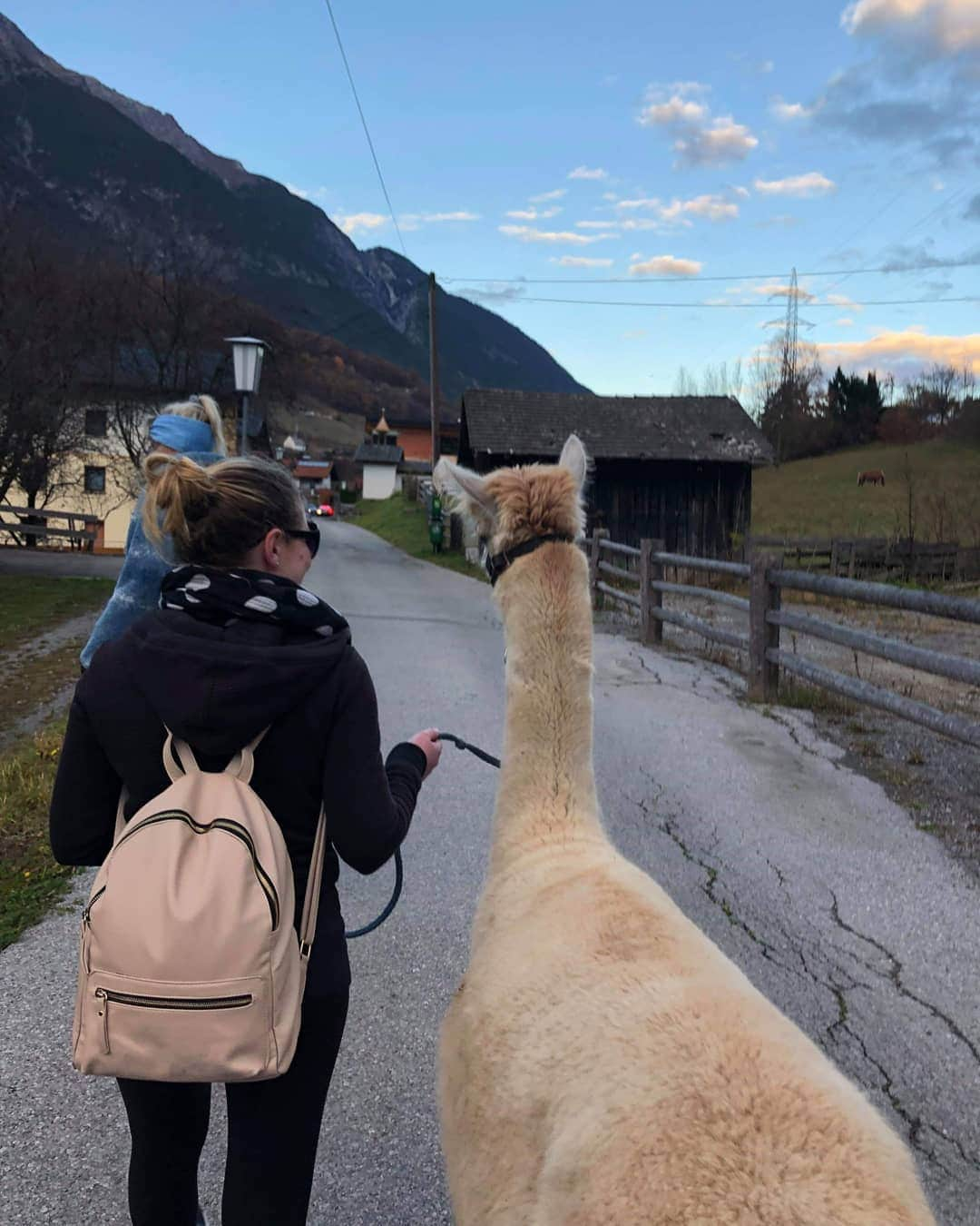 ダニエル・オブライエンさんのインスタグラム写真 - (ダニエル・オブライエンInstagram)「Meet Sancha the Alpaca, she enjoys taking long walks through the Austrian mountains 🇦🇹」11月11日 6時32分 - daniobrien7