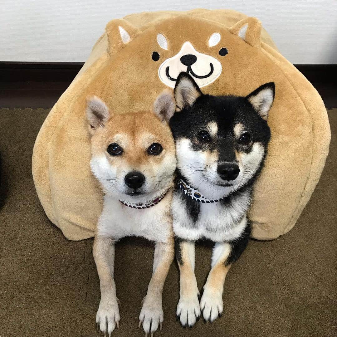 豆柴なつ&ふゆのインスタグラム