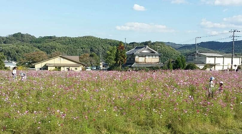 町田星児さんのインスタグラム写真 - (町田星児Instagram)「地元。木津川市加茂。恭仁京跡。コスモス。」11月11日 3時35分 - machidaseiji