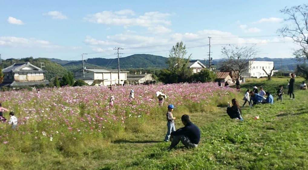 町田星児さんのインスタグラム写真 - (町田星児Instagram)「地元。木津川市加茂。恭仁京跡。コスモス。」11月11日 3時35分 - machidaseiji