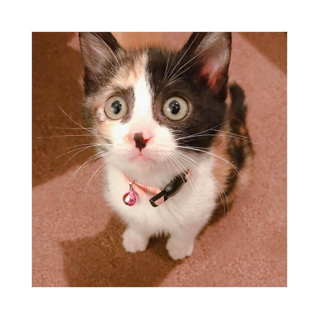 片岡信和さんのインスタグラム写真 - (片岡信和Instagram)「え、ちょっと待って。 かわいすぎるんだけど。 ・ #ねこ #三毛猫 #子猫 #ねこ部 #三毛猫部 #ねこすたぐらむ #里親 #親バカ #cat #cats #catstagram #catsofinstagram #babyface #babycat #sunnyday #lovecats #cutecat #cutegirl」11月11日 16時05分 - shinwakataoka