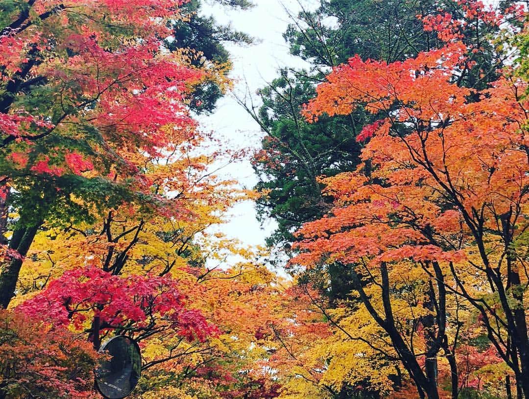 笛木優子さんのインスタグラム写真 - (笛木優子Instagram)「今日は紅葉狩り日和ですねー🍁  良い日曜日を🙌🏻」11月11日 11時14分 - yukofuekiyumin