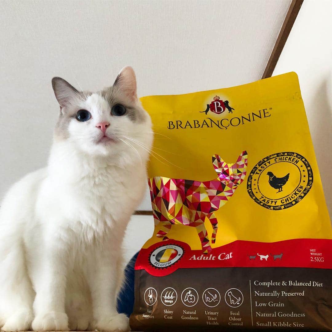 のインスタグラム：「🐓 先日のpostで ブラバンソンヌ @brabanconne.jp フード2.5kgが 半額で購入できる クーポンコードを 間違えてお伝えしてしまいました🙇‍♀️ 申し訳ありません💦 正しいクーポンコードは milk50 ご利用期限は 2018/12/31迄です。 よかったら ご利用くださいませ☺️ あと、先月より ブラバンソンヌのフード50g 3種類300円(送料込)で試せる “お試しパック”がスタートしました☺️ お試しセットは ★成猫用キャットフード-チキン50g ★成猫用キャットフード-フィッシュ50g ★消化器サポート-チキン50g の3種類✨ よかったら この機会に 試してみてくださいね❤️ （わんちゃん🐶用もあります🐾） https://www.wepet.jp/fs/wepet/bbc/bbc300cat . #お知らせ #ブラバンソンヌアンバサダーみるく  #brabanconne  #ブラバンソンヌ #アンバサダー #ベルギー #België #キャットフード #catfood #ペットフード #cat . 🦊みるく♀milk 🇺🇸ragdoll 2017/03/03 #ラグドール #ragdoll  #anicas #pecon #猫 #ネコ #ねこ #多頭飼い #猫の多頭飼い #クーポンコード #半額」