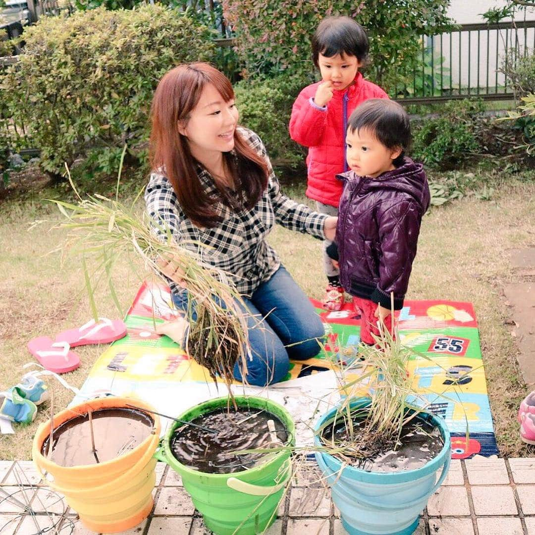 歩りえこさんのインスタグラム写真 - (歩りえこInstagram)「** 子供たちと  ついにバケツ稲の収穫へ♪  脱穀作業→精米作業へ  また精米までの過程をアップしますね ** #バケツ稲 #稲 #ベランダで米作り #農業 #ja #脱穀 #精米 #白米 #お米を食べよう #お米大好きな人と繋がりたい」11月12日 0時06分 - riekoayumi