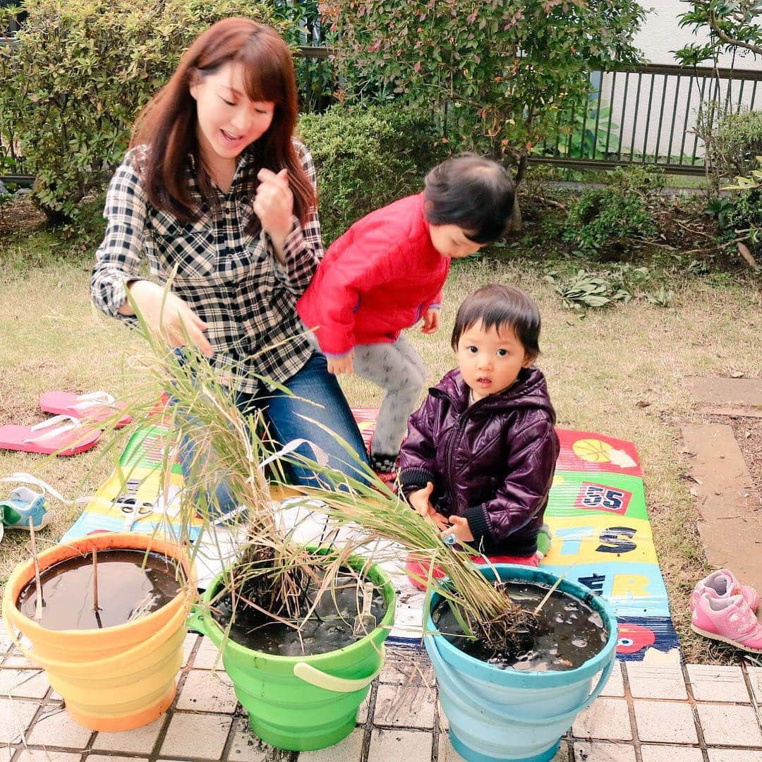 歩りえこさんのインスタグラム写真 - (歩りえこInstagram)「** 子供たちと  ついにバケツ稲の収穫へ♪  脱穀作業→精米作業へ  また精米までの過程をアップしますね ** #バケツ稲 #稲 #ベランダで米作り #農業 #ja #脱穀 #精米 #白米 #お米を食べよう #お米大好きな人と繋がりたい」11月12日 0時06分 - riekoayumi