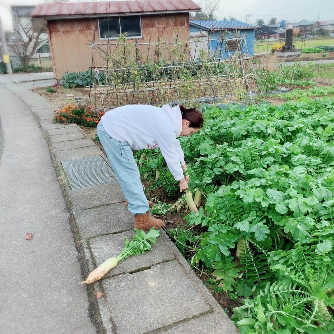 みひろさんのインスタグラム写真 - (みひろInstagram)「おばあちゃんの畑で 大根抜き。 #新潟県 #田舎へ帰ろう #おばあちゃん  #おでん作ろう #mihiro」11月11日 17時13分 - mihiro0519