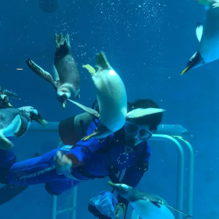 伊集院光のインスタグラム：「襲われるダイバー」