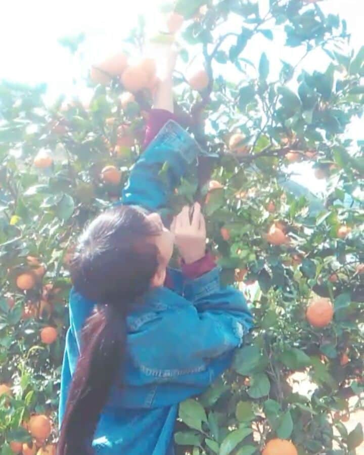 宇井優良梨のインスタグラム：「♡♡ みかん狩り楽しかった^^ ・ 食べにたべました。🍊 ・ ・ そして私はみかんに跳ね返されました｡( ˙-˙ ) ・ ・ ・ #みかん狩り #宇井優良梨」