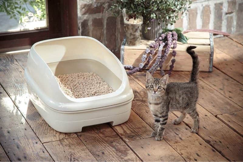 カインズさんのインスタグラム写真 - (カインズInstagram)「【cainz】 おからやひのき、紙など安心な素材の猫砂。固まった部分は水洗トイレに流すことができ、燃えるゴミや生ゴミとしても処理できます。 大人気のブルーに色が変わる紙の猫砂は、おしっこの場所が一目瞭然。さらに固まるからムダなく捨てられ、経済的にも衛生的にもやさしい猫砂です。 猫砂を出した後は、そのままキャットハウスとしてお使い頂けます♪ . Pet'sOne おからのネコ砂 10L 価格 2,380円(税込) . Pet'sOne ひのきのネコ砂 13.5L 価格 2,980円(税込) . Pet'sOne もっと濃いブルーに変わる紙製のネコ砂 13.5L 価格 2,980円(税込) . 詳しくはこちら http://www.cainz.com/shop/pages/0726.aspx . #カインズデザイン展 #ペッツワン #猫砂 #おから #ひのき #色が変わる #ダンボール #キャットハウス #designexhibition #petsone #catsand #soypulp #cypress #changecolor #cardboard #cathouse #cainz #CAINZHOME #カインズ #カインズホーム #くらしにららら」11月11日 20時24分 - cainz_official
