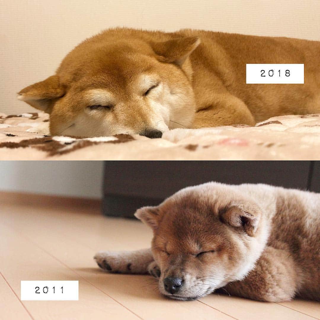 マロたんのインスタグラム：「adorable. 可愛い、犬に求めることはそれだけ #shiba #shibainu #weeklyfluff」