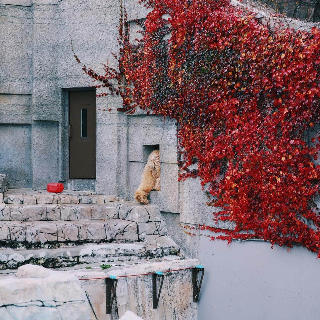 ব•͜͜͠. ಌ੩oʞǝʞɐのインスタグラム：「2018.11.11 sun  #sapporo #mruyama #zoo #autumn #hokkaido #polarbear #igersjp #igers #instagramjapan #ig_hokkaido #instagood #instalike  #fall #マルヤマン #行動展示 #flamingo  #lesserpanda #otter  #boots #maruyamazoo」