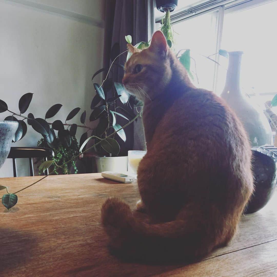 平岳大さんのインスタグラム写真 - (平岳大Instagram)「猫もお仕事。」11月12日 10時41分 - takehiro49