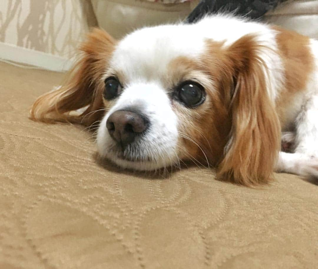 中村優さんのインスタグラム写真 - (中村優Instagram)「🐶🌰#チワワ#キャバリア#ミックス犬」11月12日 19時43分 - nkmr_yu