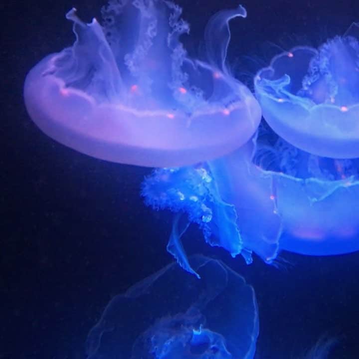 オースティン・スウィフトのインスタグラム：「JUST. KEEP. SWIMMING.」