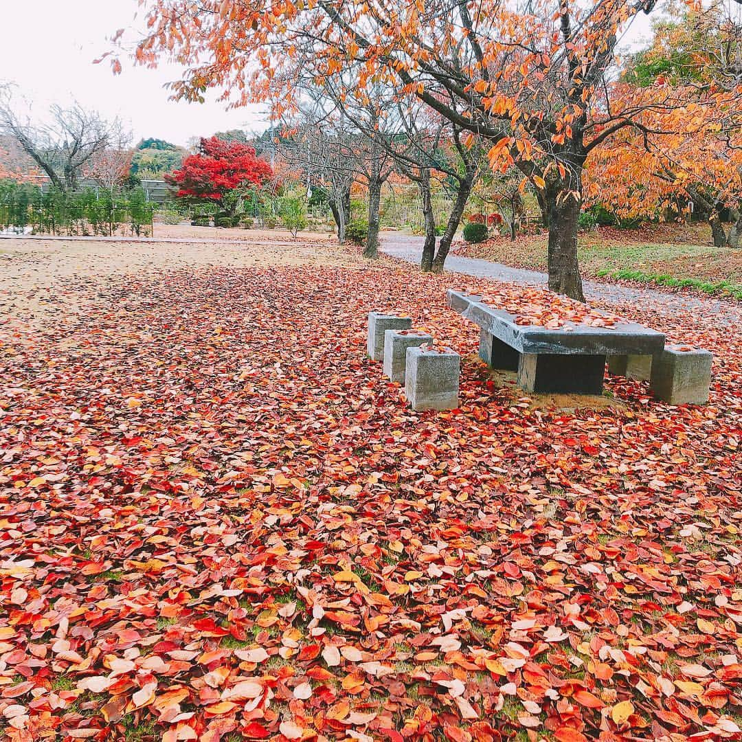 佐々木瞳さんのインスタグラム写真 - (佐々木瞳Instagram)「【季節シリーズ🍂紅葉狩り】 ・ #落ち葉 の絨毯に#うっとり ☺️ ・ #紅葉狩り#秋 #堪能中#テレビ収録 #アナウンサー #佐々木瞳」11月12日 15時42分 - hitomihappygirl1026