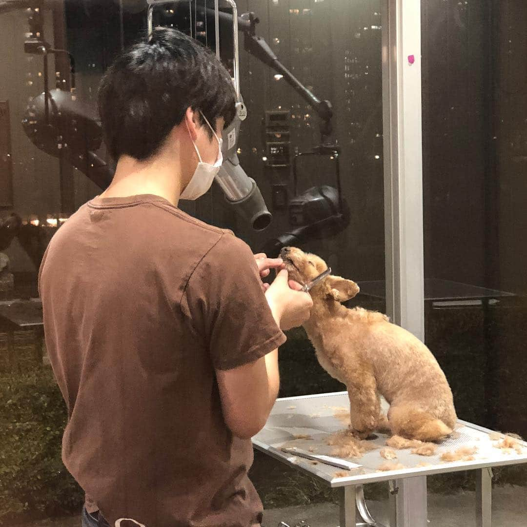 宮崎宣子さんのインスタグラム写真 - (宮崎宣子Instagram)「アロハもトリミングへ🐶✂️ もふもふ犬からスッキリ犬💕 様子を見に行ったら、 こっちをチラ見👀 それからは、ずーっとチラ見🤣  #トリミング #トイプードル #親バカ #犬バカ #チラ見 #可愛い #可愛い女の子 #トイプードル #もふもふ犬 #さっぱり犬 #toypoodle #toypoodlelove #toypoodlegram #犬なしでは生きていけません会 #犬好き #犬好きな人と繋がりたい」11月12日 23時17分 - miyazaki_nobuko