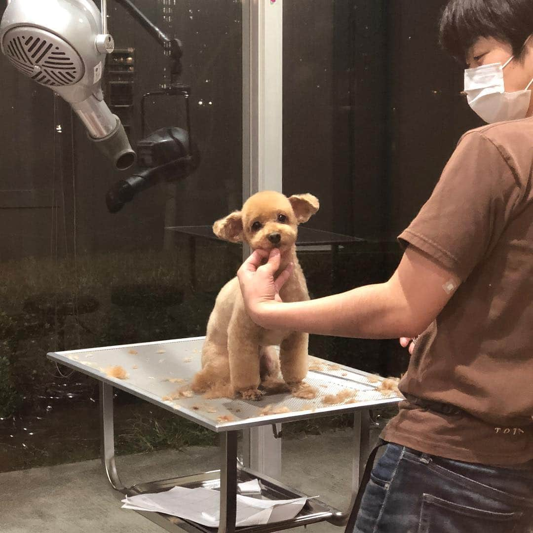 宮崎宣子さんのインスタグラム写真 - (宮崎宣子Instagram)「アロハもトリミングへ🐶✂️ もふもふ犬からスッキリ犬💕 様子を見に行ったら、 こっちをチラ見👀 それからは、ずーっとチラ見🤣  #トリミング #トイプードル #親バカ #犬バカ #チラ見 #可愛い #可愛い女の子 #トイプードル #もふもふ犬 #さっぱり犬 #toypoodle #toypoodlelove #toypoodlegram #犬なしでは生きていけません会 #犬好き #犬好きな人と繋がりたい」11月12日 23時17分 - miyazaki_nobuko