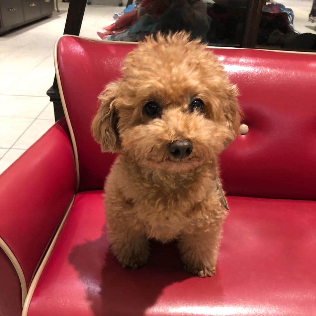 のインスタグラム：「アロハもトリミングへ🐶✂️ もふもふ犬からスッキリ犬💕 様子を見に行ったら、 こっちをチラ見👀 それからは、ずーっとチラ見🤣  #トリミング #トイプードル #親バカ #犬バカ #チラ見 #可愛い #可愛い女の子 #トイプードル #もふもふ犬 #さっぱり犬 #toypoodle #toypoodlelove #toypoodlegram #犬なしでは生きていけません会 #犬好き #犬好きな人と繋がりたい」
